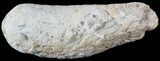 Fish Coprolite (Fossil Poo) - Kansas #49351-1